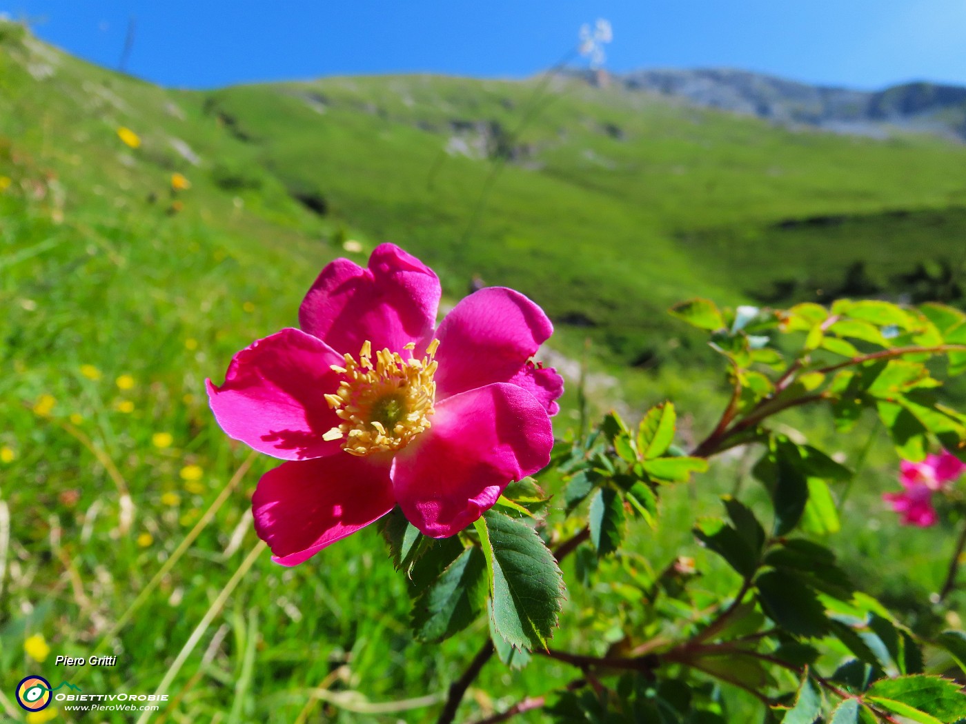 15 Rosa canina con Arera.JPG